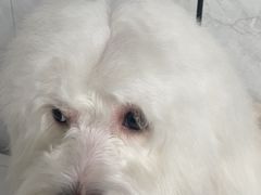 -芭比堂动物医院·24小时·眼科中心(深圳中心)