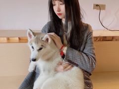 -Husky Go! 哈士奇体验馆·宠物咖啡厅狗咖