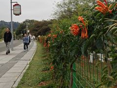 -东莞植物园