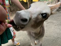 -清迈夜间动物园