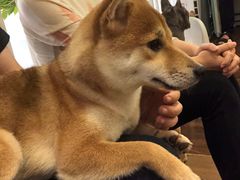 -柯斗斗主题餐厅·狗咖·围炉煮茶·茶饮(国瑞升平里店)