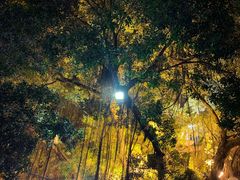 -玫瑰园餐厅