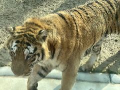 -北京野生动物园