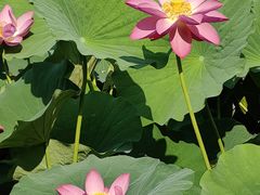 -莲花池公园
