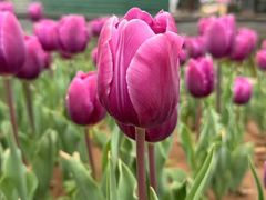 -洛阳郁金香牡丹园