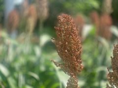 -三圣花乡旅游区