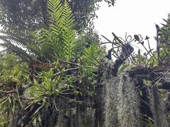 -深圳仙湖植物园
