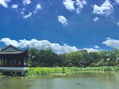-荷塘月色湿地公园·向阳花洲
