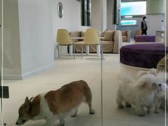 -怪兽屋·羊驼·猫咖·狗咖(俊华广场店)