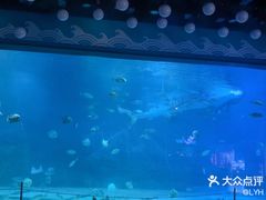 -烟台海昌鲸鲨海洋公园