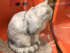 -猫咪博物馆(顶澳仔猫街店)