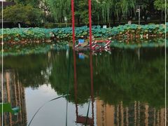 -陈家山荷花公园