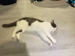 -猫儿山۰猫主题餐厅