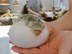 -肆月河豚·新淮扬(金融街店)