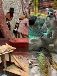 -Zoolung Zoolung动物主题公园(海信广场店)