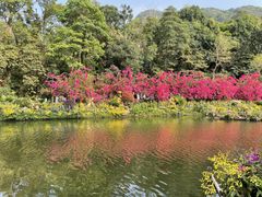 -深圳仙湖植物园