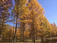 -塞罕坝国家级自然保护区