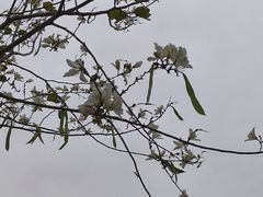 -野狸岛