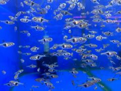 -山东柏宁水族批发广场