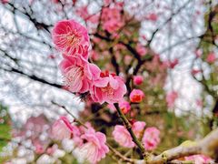-秀丽东方