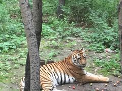 -哈尔滨北方森林动物园
