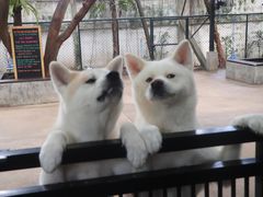 -TrueLove @ Neverland (Husky Cafe)