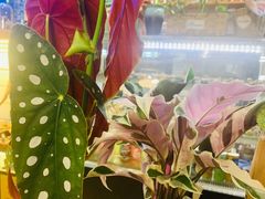 -Rabbit Cafe私房西餐甜点咖啡(栖霞路店)