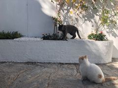 -喵屿·大理花园猫咖