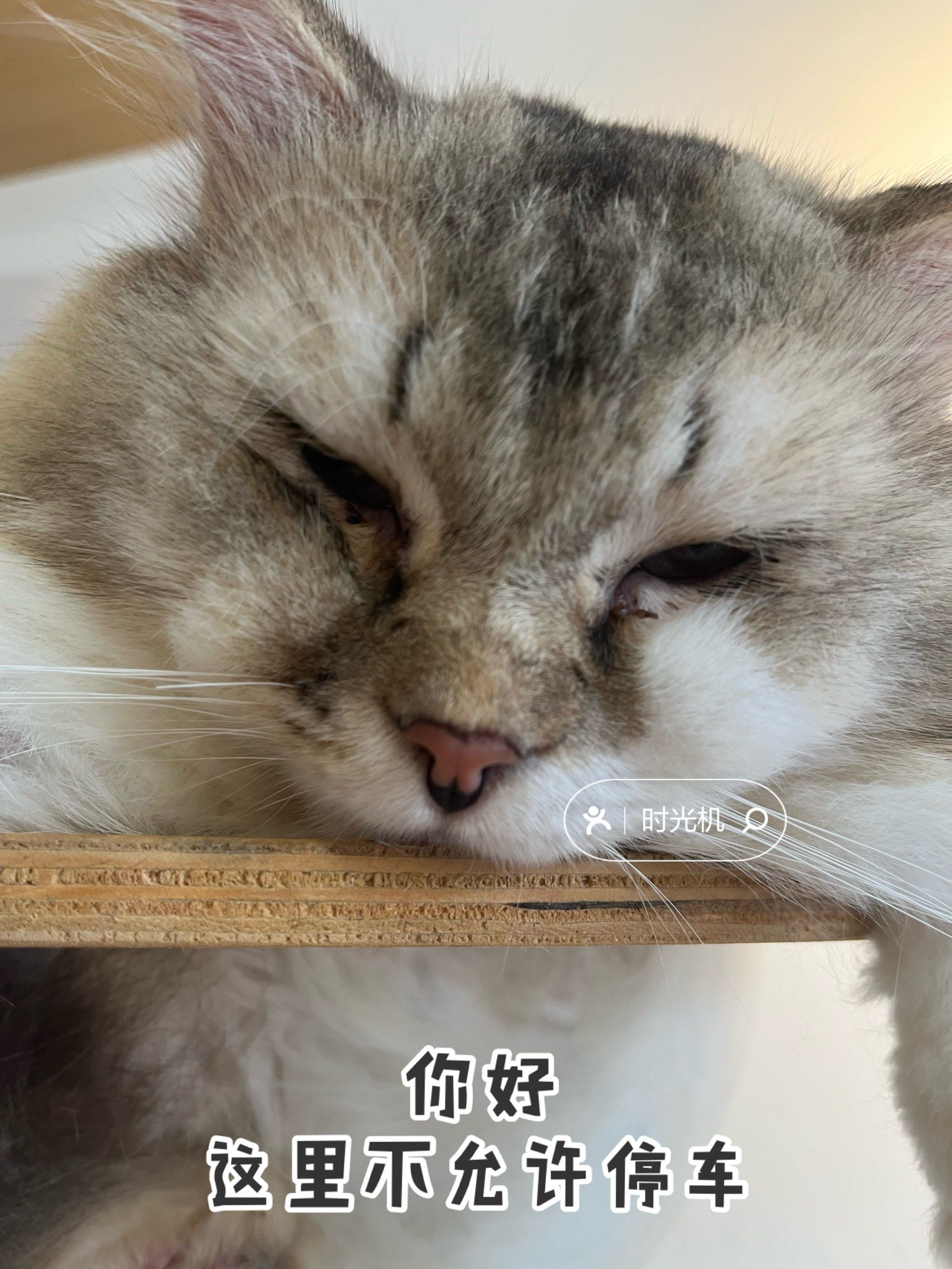 你好,这里不允许停车9315|停这么高心不慌吗?92