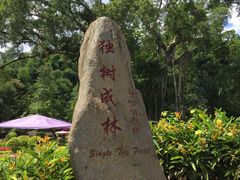 景点-瑞丽独树成林风景区