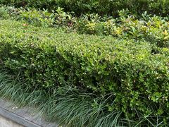 -杭州国际会议中心洲际酒店-德国啤酒屋(砂之船国际生活广场店)