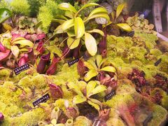 -中国科学院西双版纳热带植物园