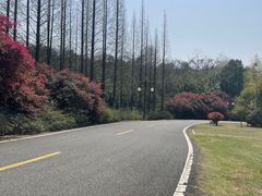 -宜兴龙背山森林公园