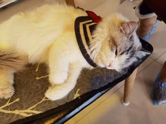 -平行世界·猫咖(首经贸店)