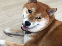 -柴犬高等学院·狗咖·柴犬售卖·宠物训练