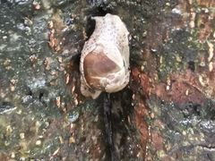 -火炉山森林公园
