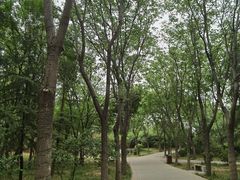 -洛阳市隋唐城遗址植物园