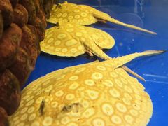 -中环花鸟鱼虫市场