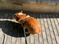 -甄爱宠物医院(疏影路店)