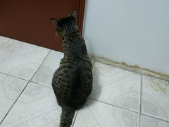 -瑞鹏宠物医院·夜间急症·心超·猫科(祖庙分店)