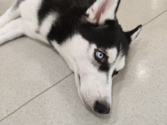 -共舞时光猫咖·狗咖(新街口店)
