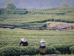 -龙坞茶村