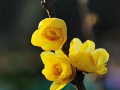 -温州永嘉书院