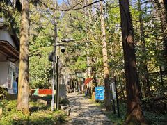 -天目山大树王景区