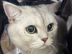 -pd派德宠物中心医院24H急重症·眼科中心·血液透析中心(嵩山北路店)