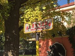 -三里屯东五街银杏大道