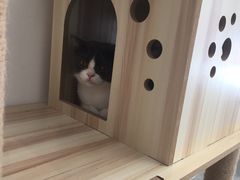 -猫友咖啡店(玉林西路店)