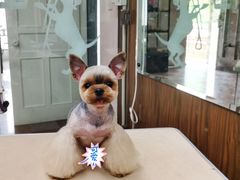 -鑫艺宠物美容培训学校