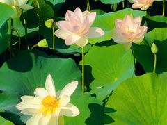 -莲花池公园