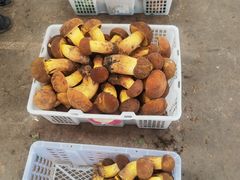 -云南木水花野生菌交易中心